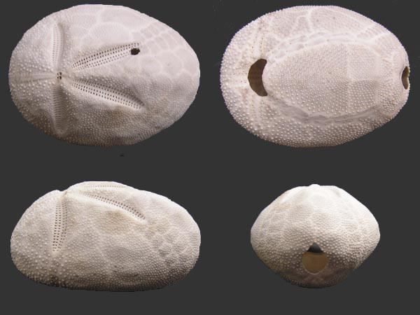 Brissus latecarinatus